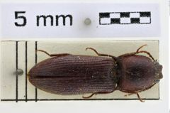 Foto (Dorsalansicht) von Harminius spiniger (NHMW-ZOO-COL-0008948)